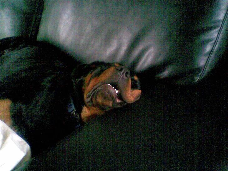 Rottweiler Leland de Sade-ness - Himmelhund - Mors grimme unge.. *ss*  billede 19