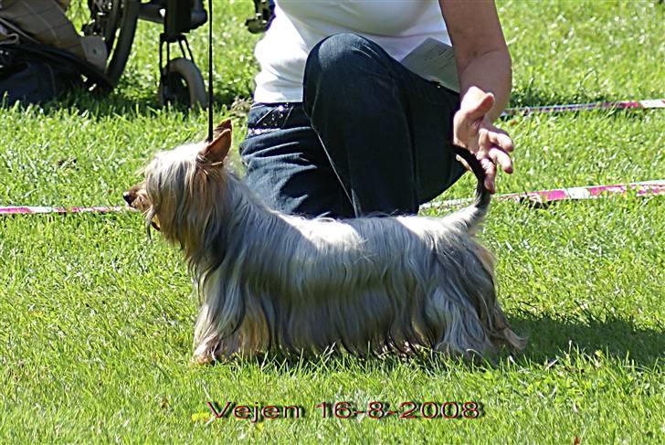 Australian silky terrier Miss.Bianca - Her er jeg på den sidste udstilling jeg har været på, glæder meg til jeg skal afsted igen, og det skal jeg  i Hårlev og Ballerup. billede 7