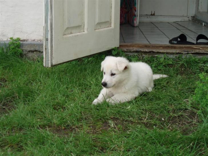 Hvid schæfer Blacktowns Carlsen billede 9