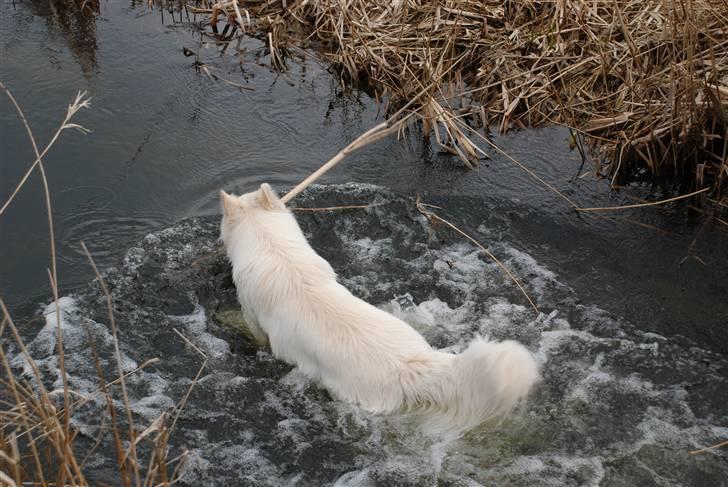 Hvid schæfer Blacktowns Carlsen billede 10