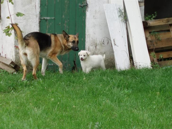 Hvid schæfer Blacktowns Carlsen billede 11