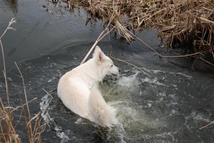 Hvid schæfer Blacktowns Carlsen billede 12