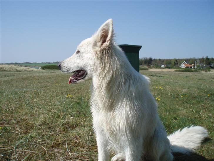 Hvid schæfer Blacktowns Carlsen billede 13