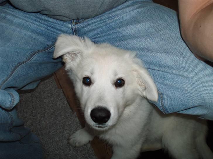 Hvid schæfer Blacktowns Carlsen billede 14