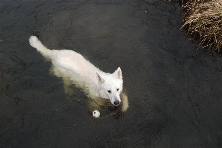 Hvid schæfer Blacktowns Carlsen billede 15