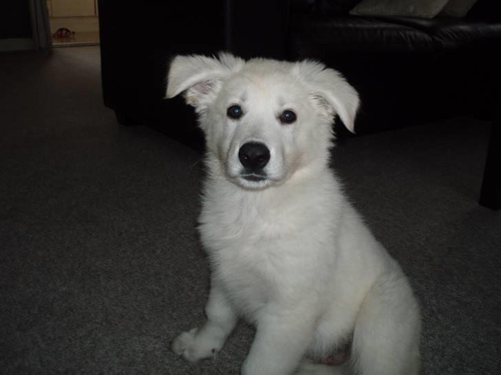 Hvid schæfer Blacktowns Carlsen billede 16