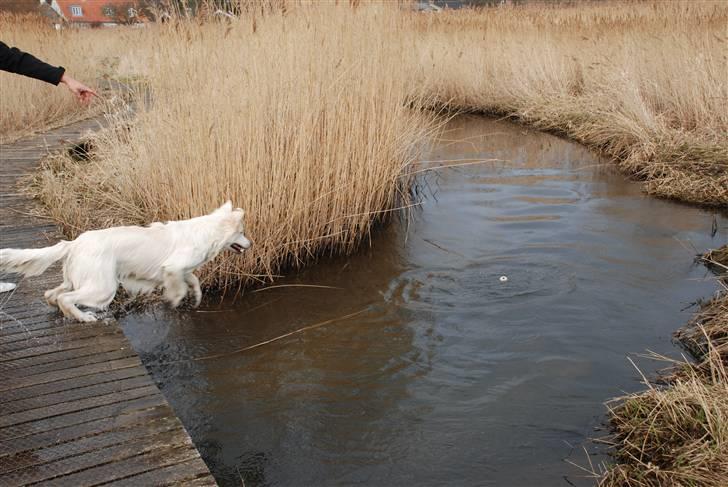 Hvid schæfer Blacktowns Carlsen billede 17