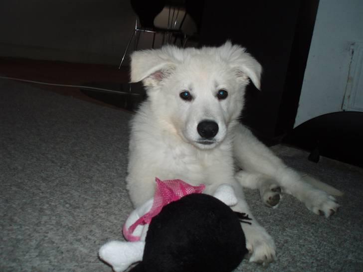 Hvid schæfer Blacktowns Carlsen billede 18