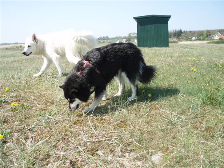 Hvid schæfer Blacktowns Carlsen billede 19