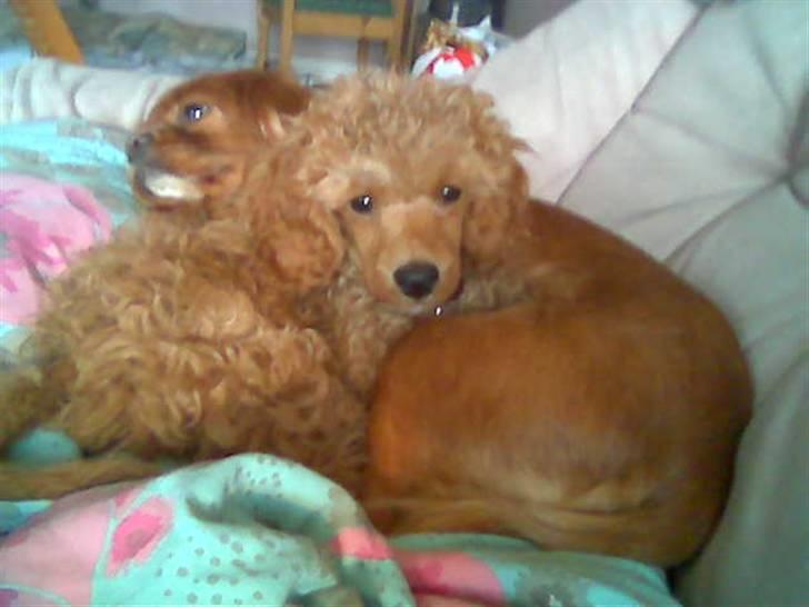 Dværgpuddel Peanut billede 1