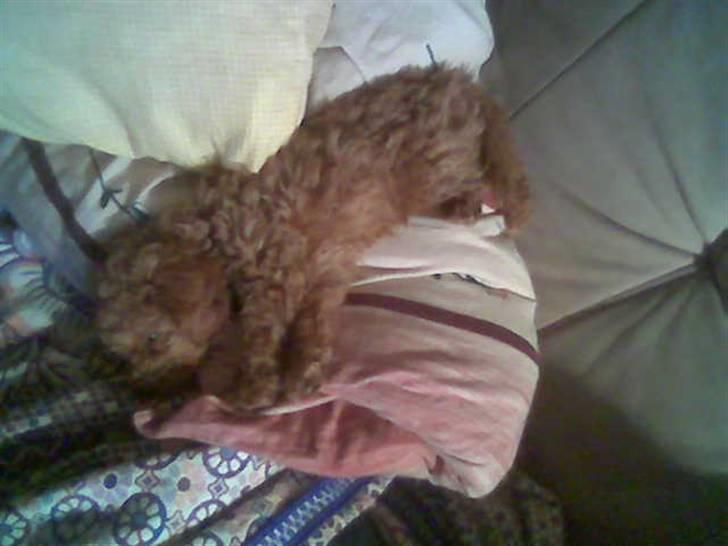 Dværgpuddel Peanut billede 2