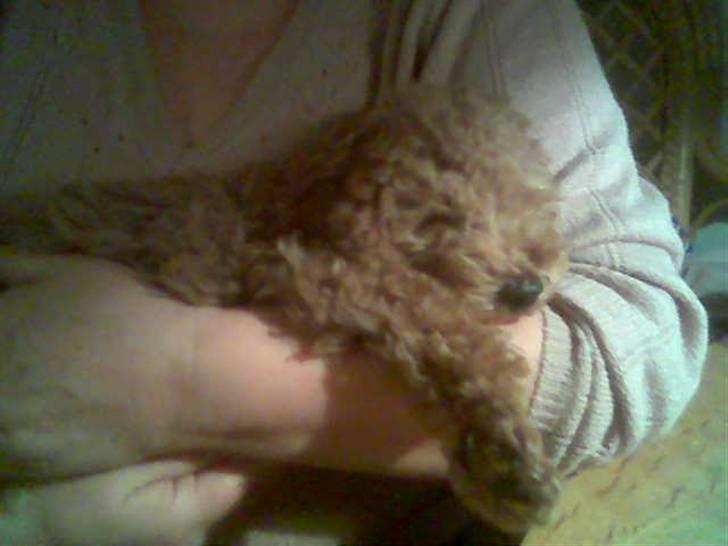 Dværgpuddel Peanut billede 3