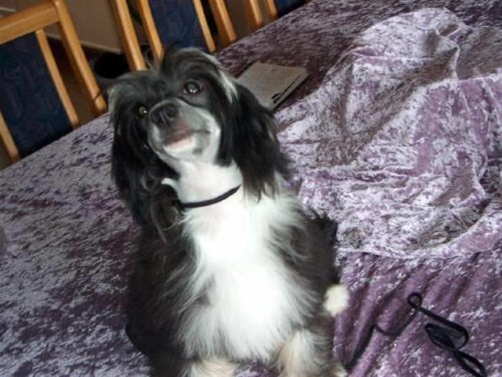 Chinese crested powder puff Mexi Pepsi-Liv billede 1