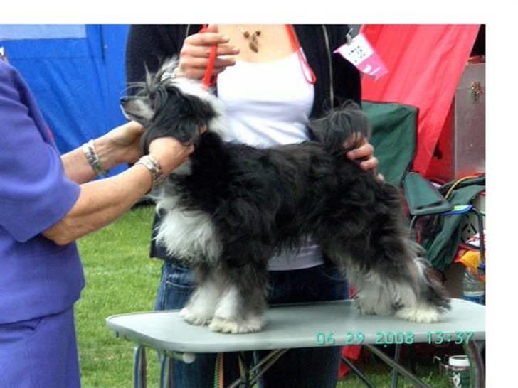 Chinese crested powder puff Mexi Pepsi-Liv billede 2