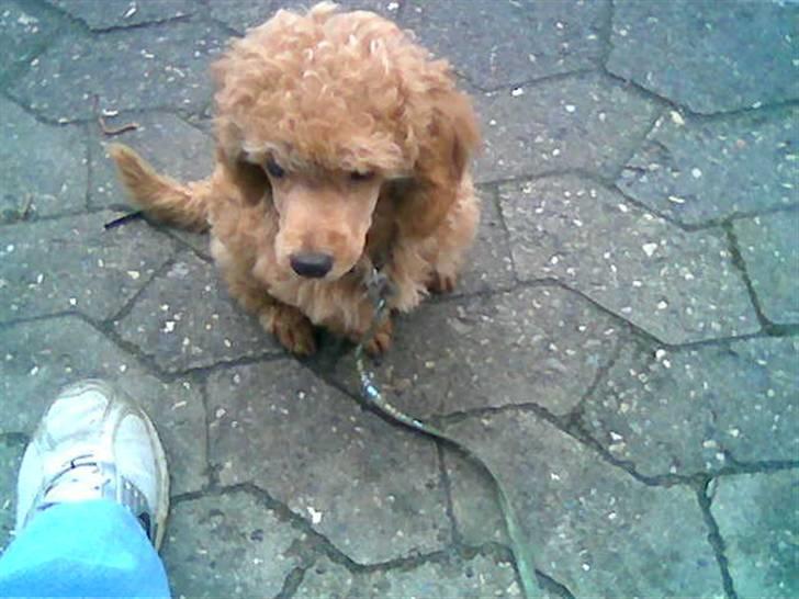 Dværgpuddel Peanut billede 4