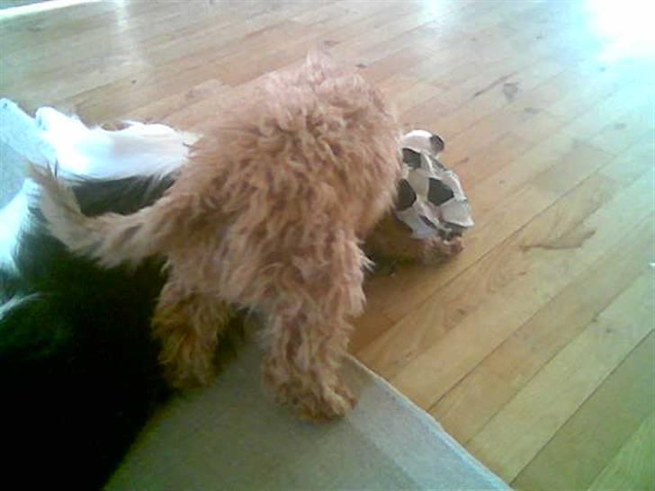 Dværgpuddel Peanut billede 5