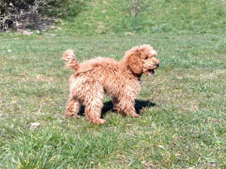 Dværgpuddel Peanut billede 6