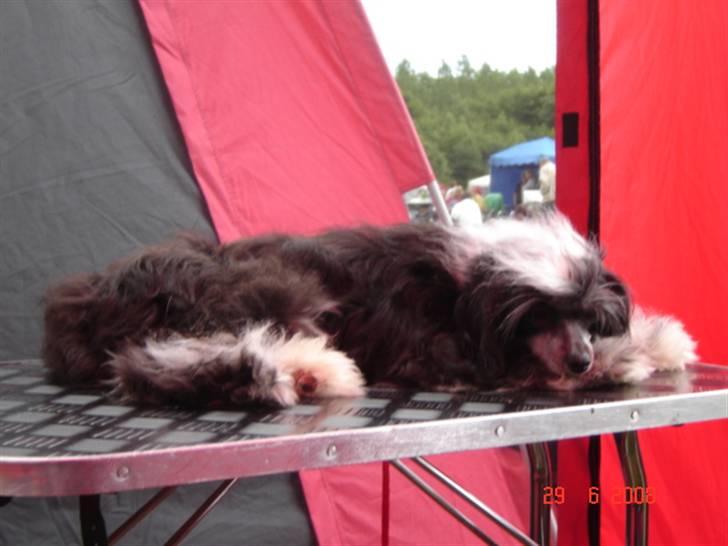 Chinese crested powder puff Mexi Pepsi-Liv billede 3