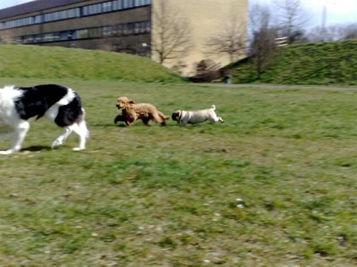 Dværgpuddel Peanut billede 7