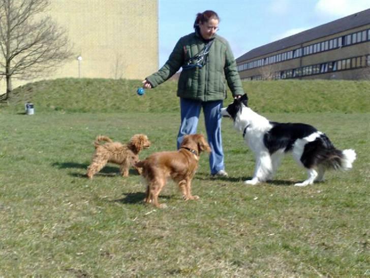 Dværgpuddel Peanut billede 8