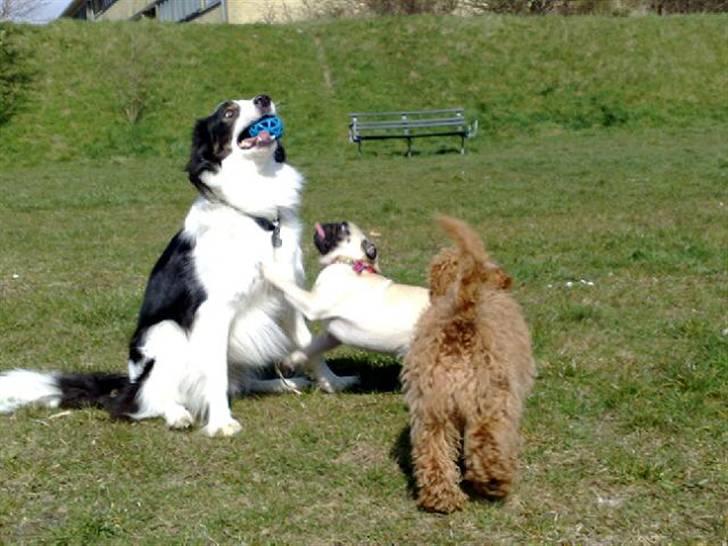 Dværgpuddel Peanut billede 9