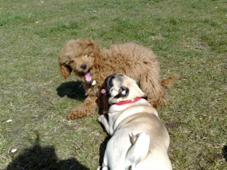 Dværgpuddel Peanut billede 10