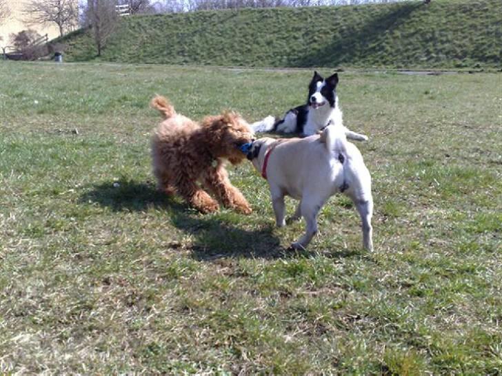 Dværgpuddel Peanut billede 11