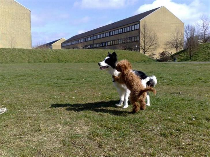 Dværgpuddel Peanut billede 13