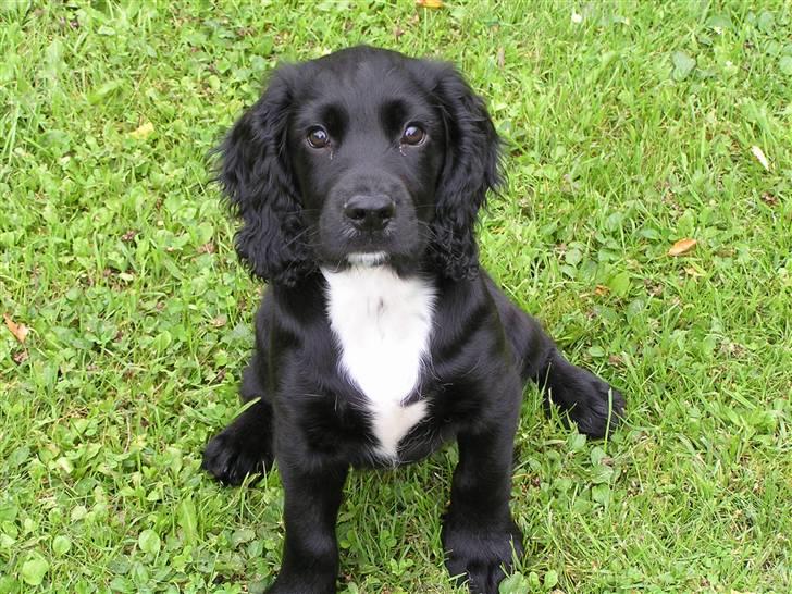 Field Trial spaniel Aslan billede 1