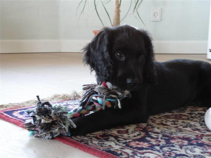 Field Trial spaniel Aslan billede 2