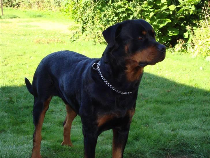 Rottweiler Basse billede 8