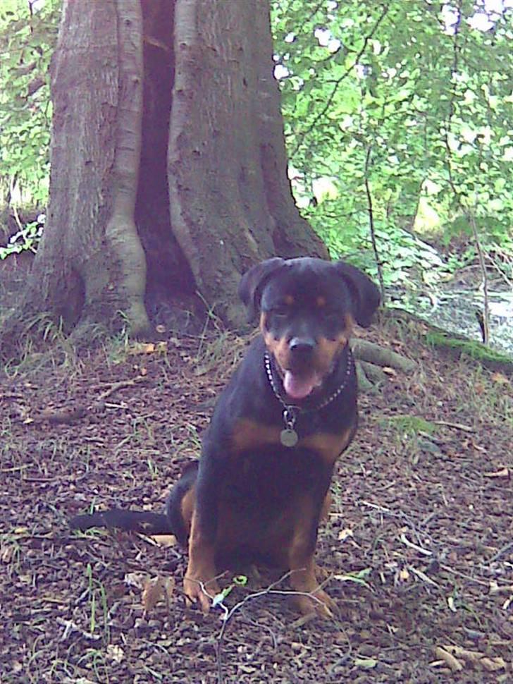 Rottweiler Kenja billede 19