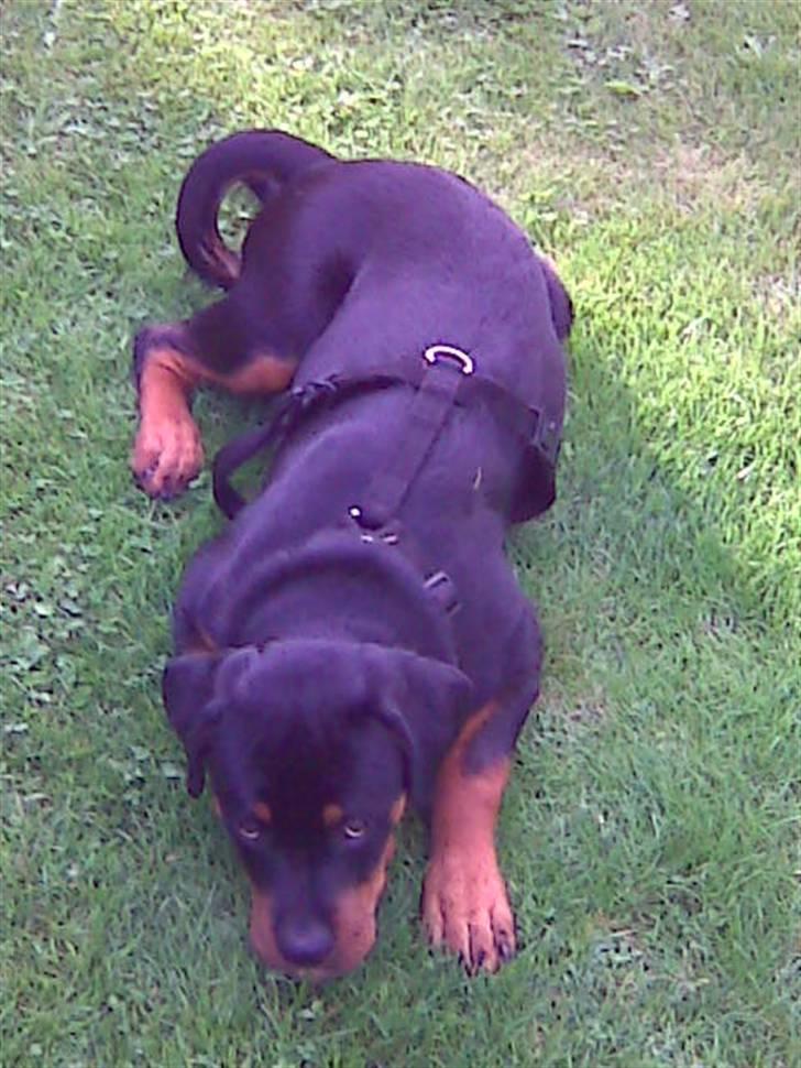 Rottweiler Kenja billede 20