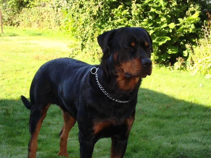 Rottweiler Basse billede 9