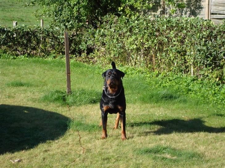 Rottweiler Basse billede 10