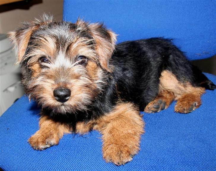 Norfolk terrier Nala - Hej, jeg hedder Nala (stambogs navn Fia-Lisa) billede 1