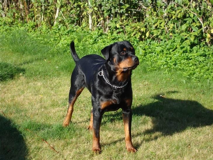 Rottweiler Basse billede 11