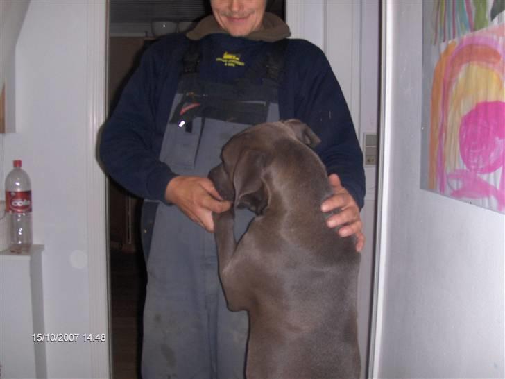 Blanding af racer Balou billede 16