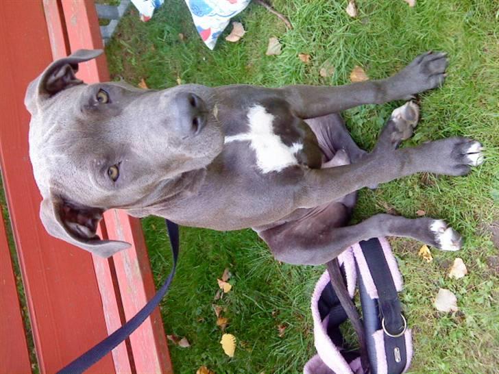 Blanding af racer Balou billede 17