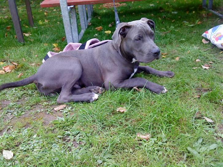 Blanding af racer Balou billede 18