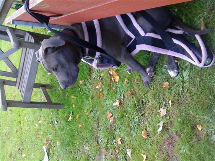 Blanding af racer Balou billede 19