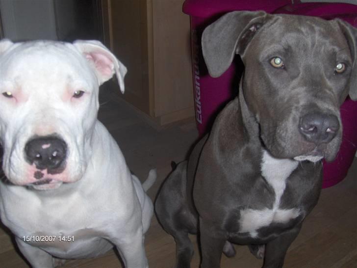 Blanding af racer Balou billede 20