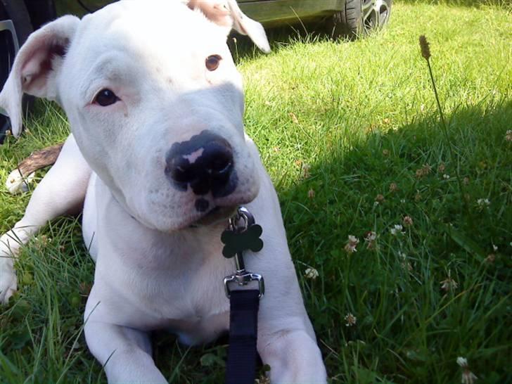 Blanding af racer Emma billede 12