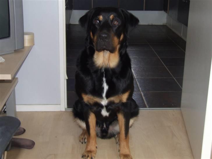 Blanding af racer Bailey <3 billede 10