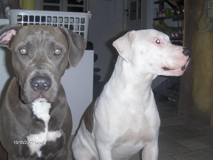 Blanding af racer Emma billede 15