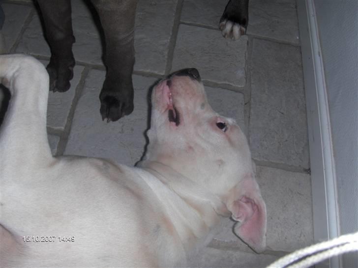 Blanding af racer Emma billede 16