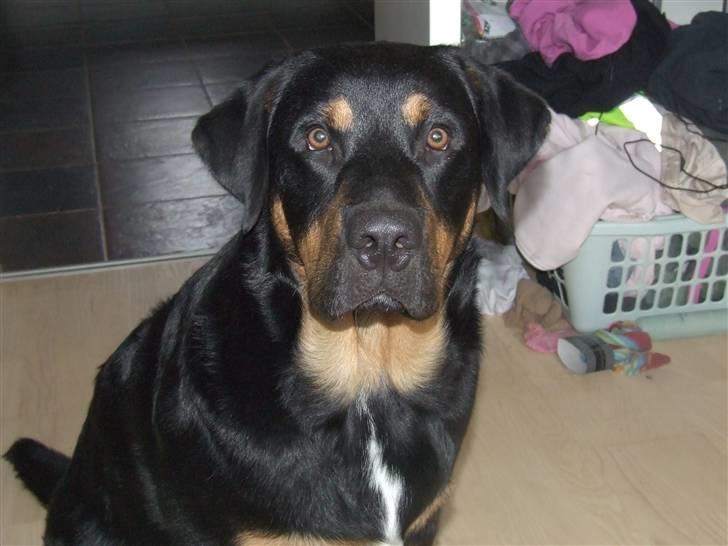 Blanding af racer Bailey <3 billede 11