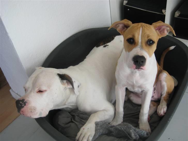 Amerikansk staffordshire terrier tiki billede 1