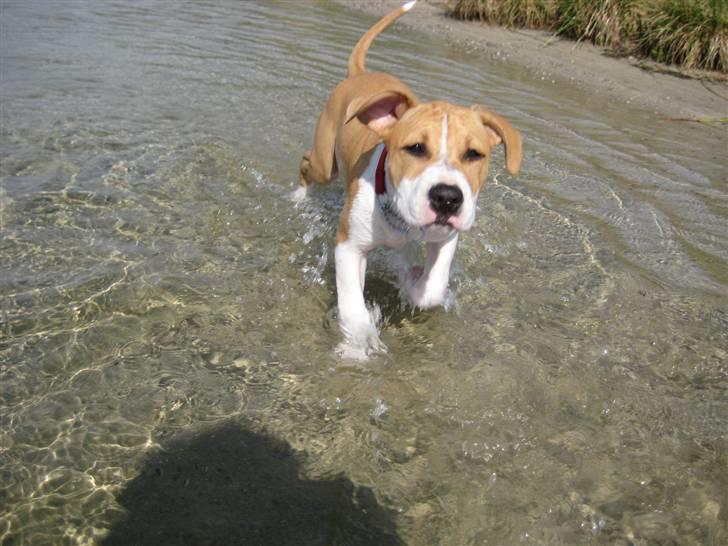 Amerikansk staffordshire terrier tiki billede 2