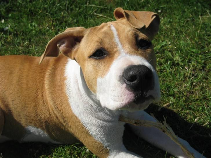 Amerikansk staffordshire terrier tiki billede 3